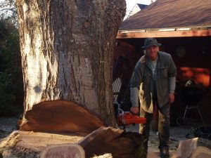 The beginnings of removing a large tree