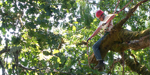 Limbwalker tree work