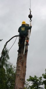 Limbwalker tree removal using a crane