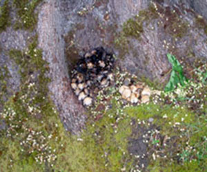 Mushroom growth at base of tree indicates possible internal rot in trunk