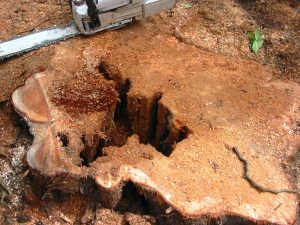 Internal rot in trunk weakens the entire tree