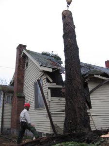 careful, step-by-step tree removal