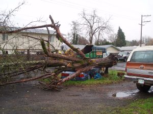 Limbwalker removes fallen tree from car