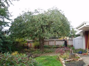 Removal of lower limbs, pruning/thinning internal branches and reshaping tree allows for easier access to the fruit and yard under the tree